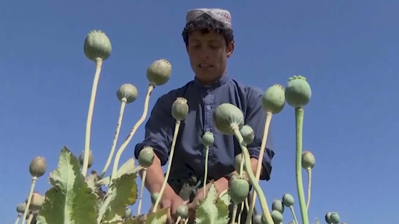 Afghan opium prices skyrocket after Taliban ban in world’s largest poppy-producing country 